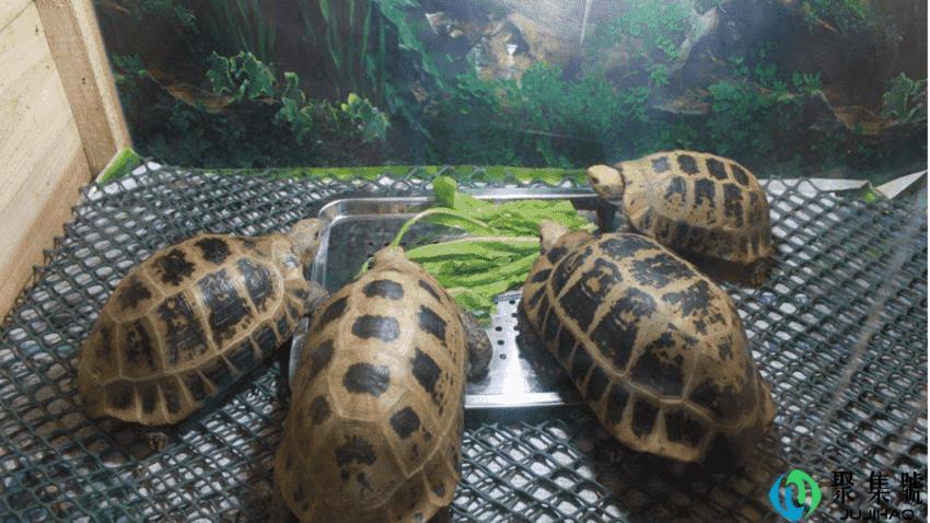 乌龟的寿命怎么计算