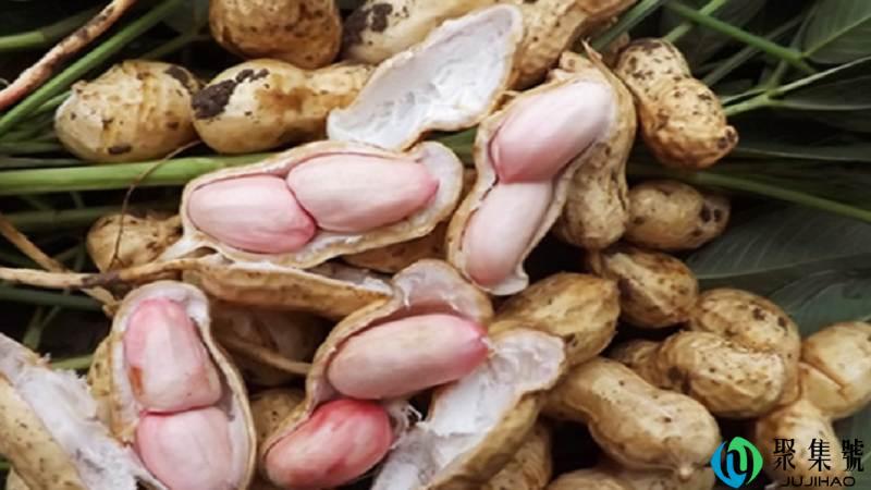 鲜花生怎样保鲜到冬天