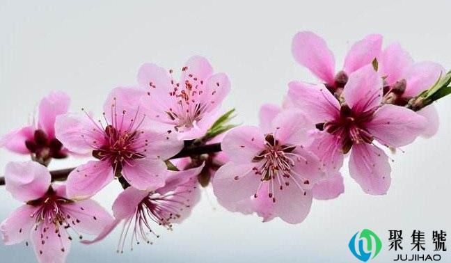 赤水桃花节在哪里