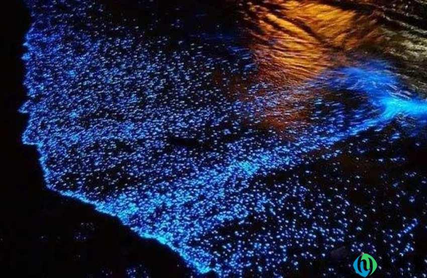 波多黎各是哪个国家的