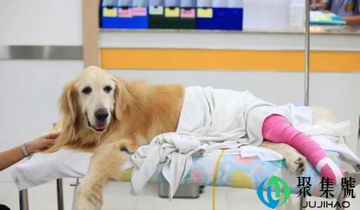 狗狗放袋子可以进医院吗