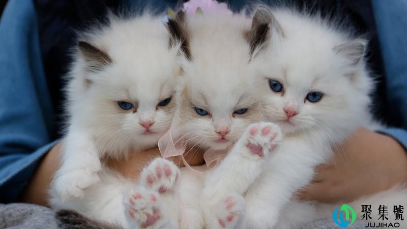 网络语言盘他是什么意思