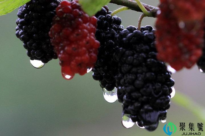 桑椹是酸性还是碱性