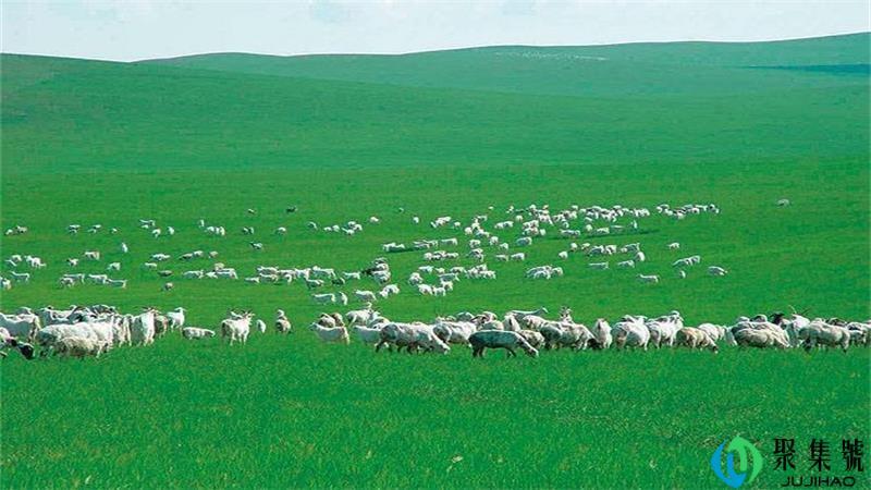 草原之夜五六寻打一肖