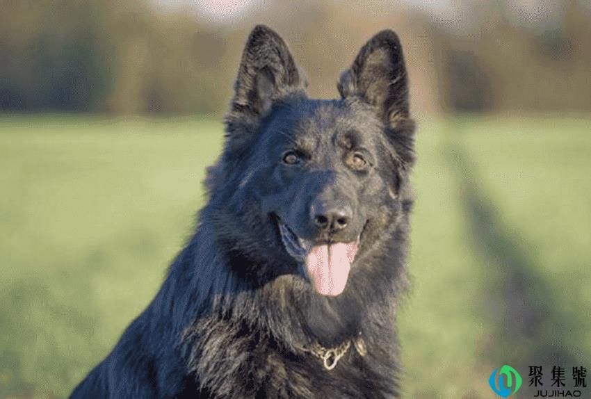 狗狗做绝育好吗