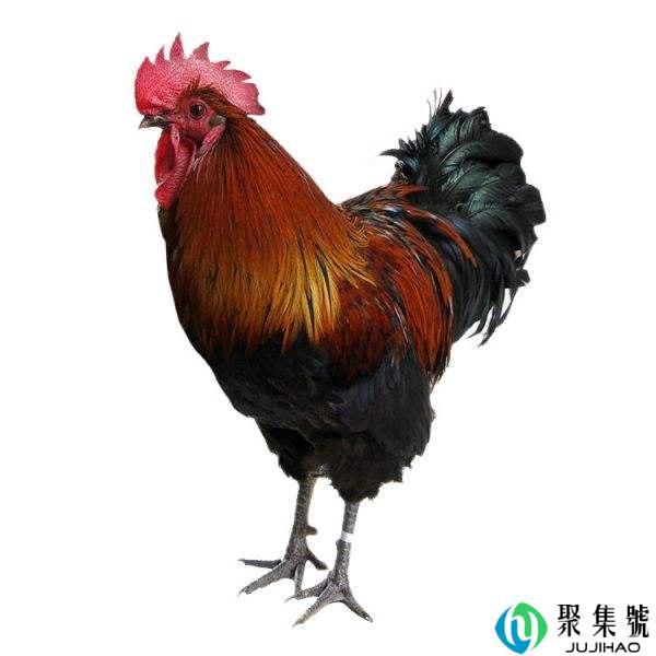 1993年属什么生肖