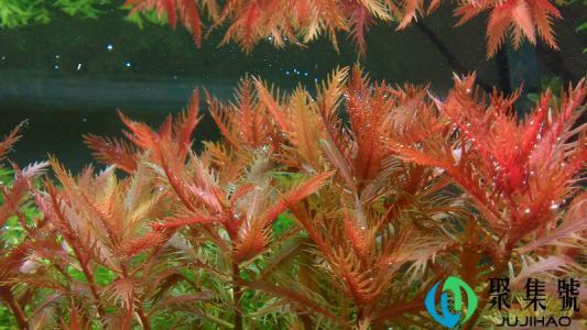 二氧化硅对人体的危害