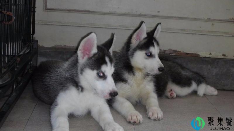 哈士奇性格怎么样