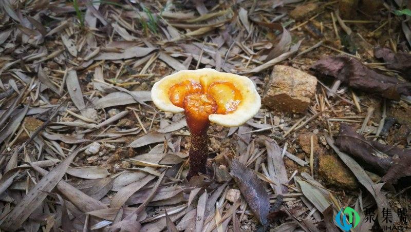 野生灵芝一般长在哪里