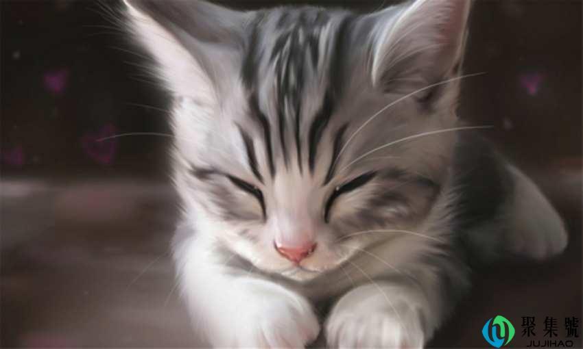 猫吸是什么意思