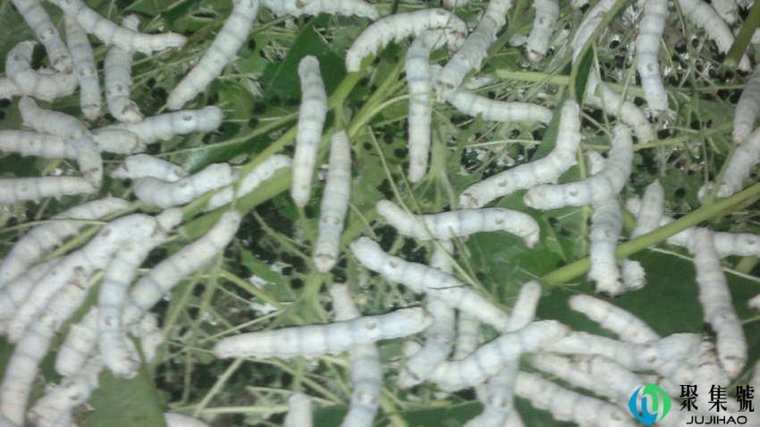 蚕生长过程是什么