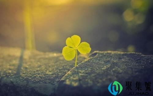 一花一世界代表爱情吗