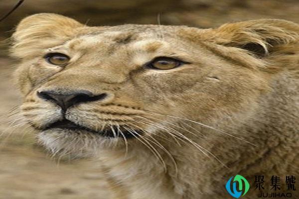 亚洲狮和非洲狮的区别