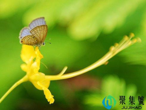 鹅黄嫩绿的意思