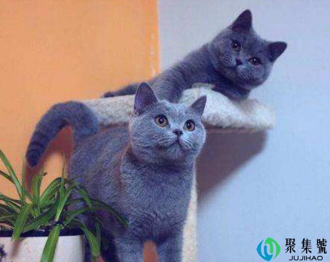 英短蓝猫眼睛变色过程