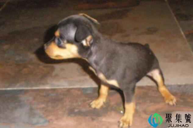 怎么训练狗狗在家里厕所上厕所