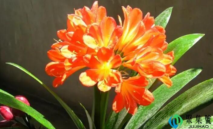 君子兰对狗有毒吗