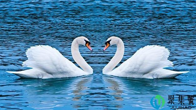 天鹅和大雁的区别