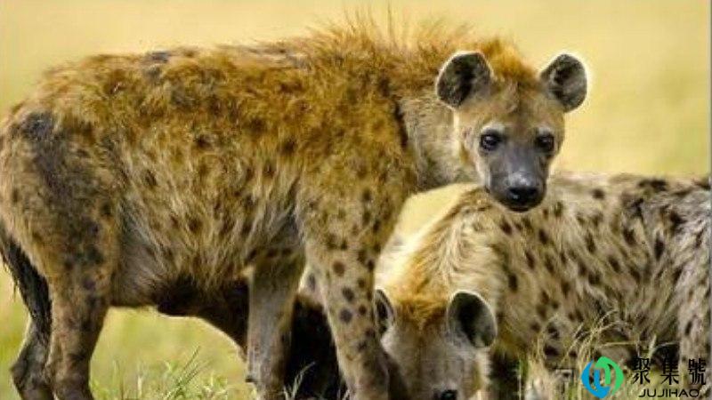 豺狗和鬣狗有什么区别