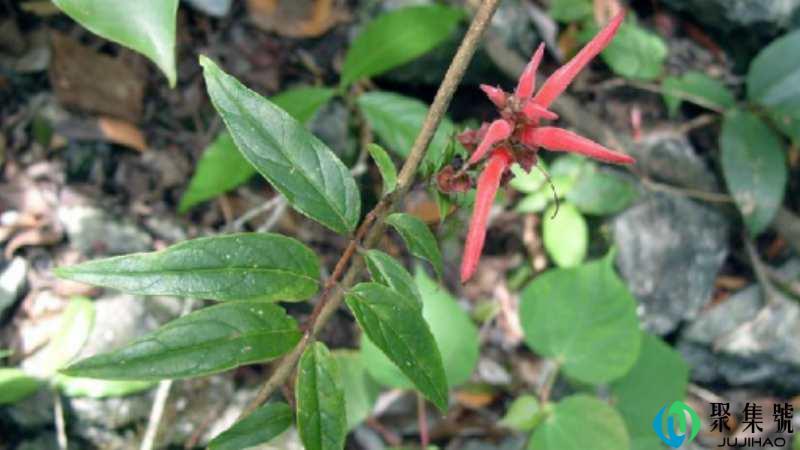 茎花板根什么现象