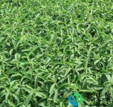 卡坦精什么意思