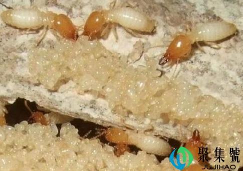 白蚁防治方法