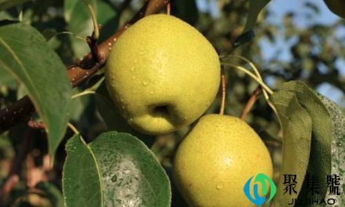 雪花梨和皇冠梨的区别是什么