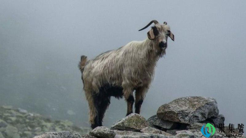 胡子上挂霜是什么生肖