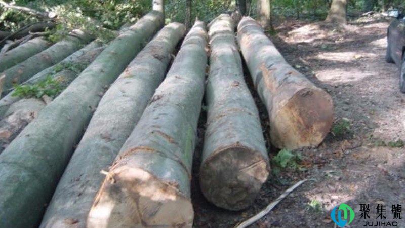 水青冈是榉木吗