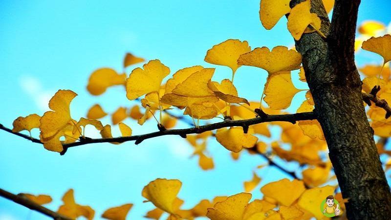 银杏命是什么命