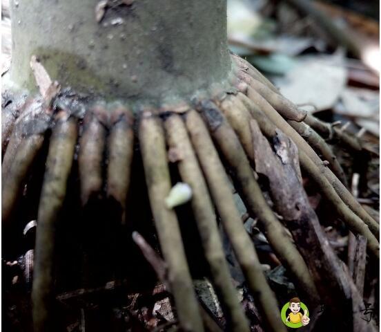 竹根要怎么才腐烂得快