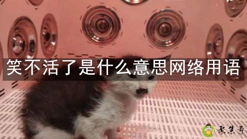 笑不活了是什么意思网络用语