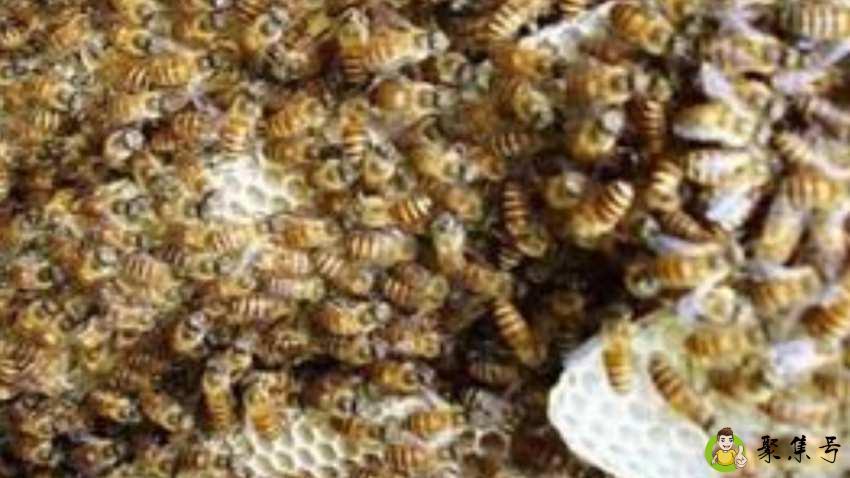 蜂箱里面长棉虫怎么办