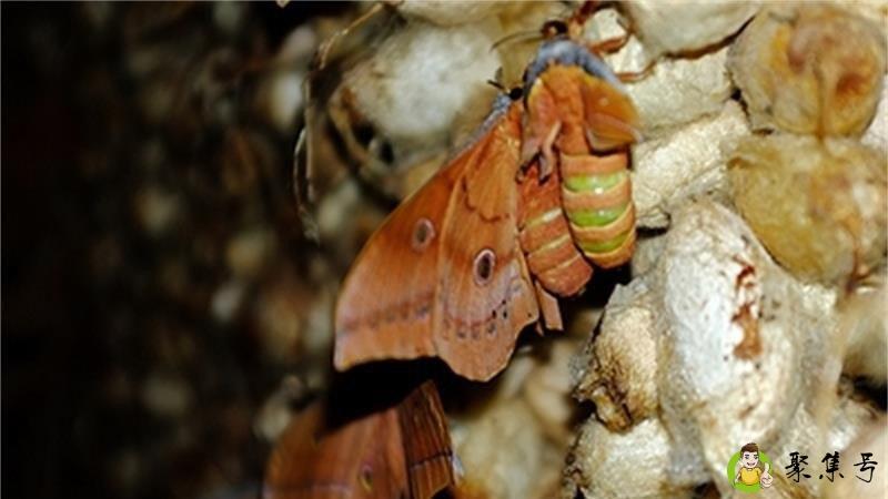 如何辨别雄蚕蛾和雌蚕蛾