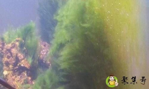 爆藻是什么意思