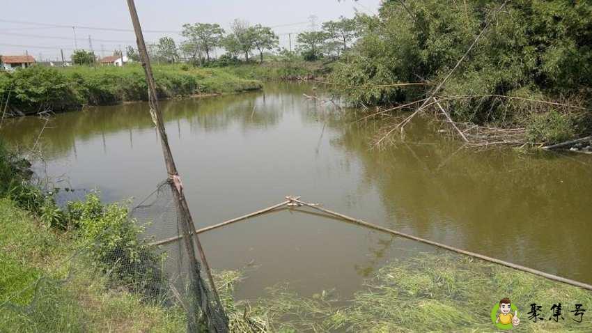 鱼塘绿藻怎么清除