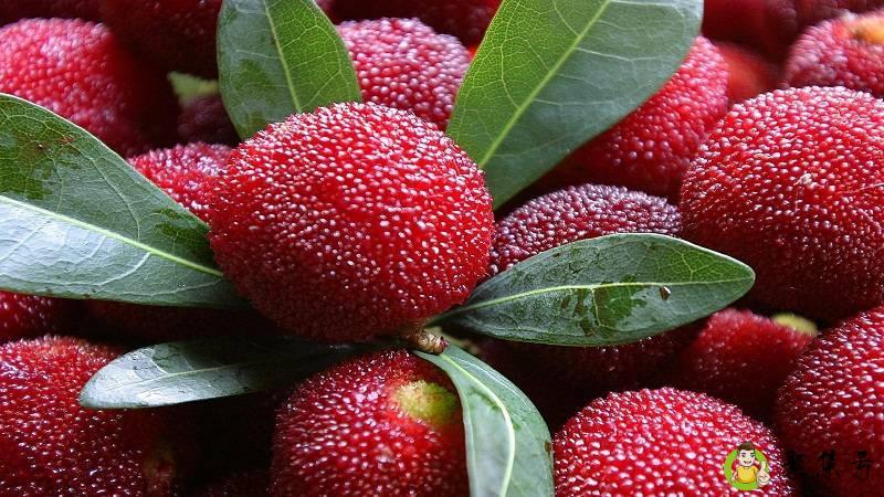 余姚杨梅山在哪里