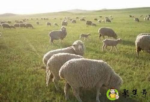 二八合七是什么生肖