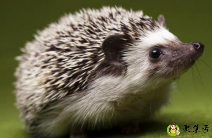 刺猬寓意