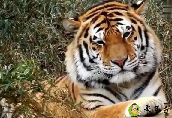 虎虎可爱什么意思