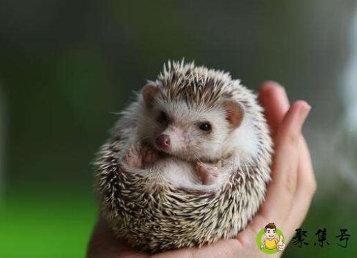 刺猬睡觉的姿势