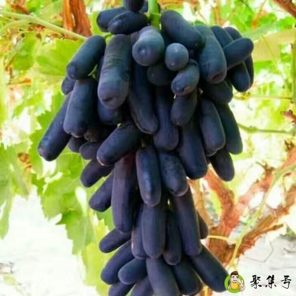 金手指葡萄和蓝宝石葡萄的区别