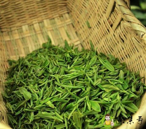 龙井茶几月份是新茶