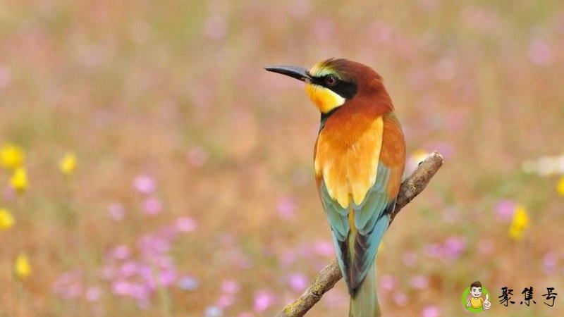 twitter是什么意思