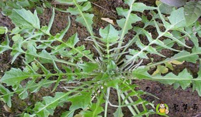 和蒲公英相似的野菜