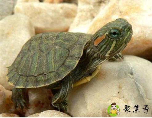 巴西龟水位要多高