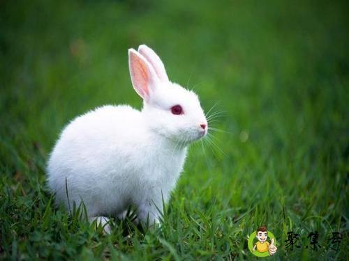 二八连码是什么生肖