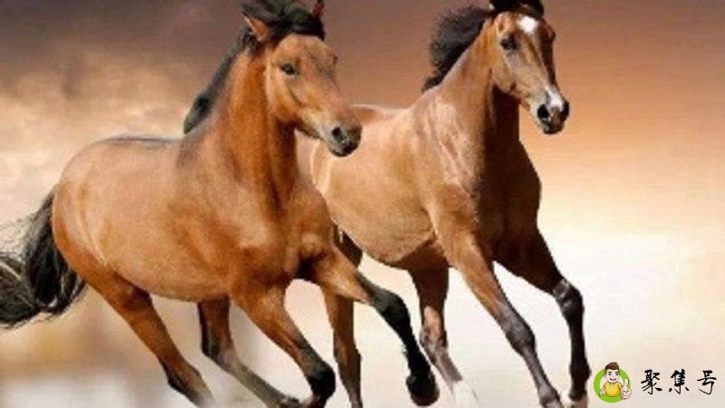 路灯是什么生肖动物