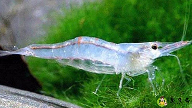 什么是白色盲虾