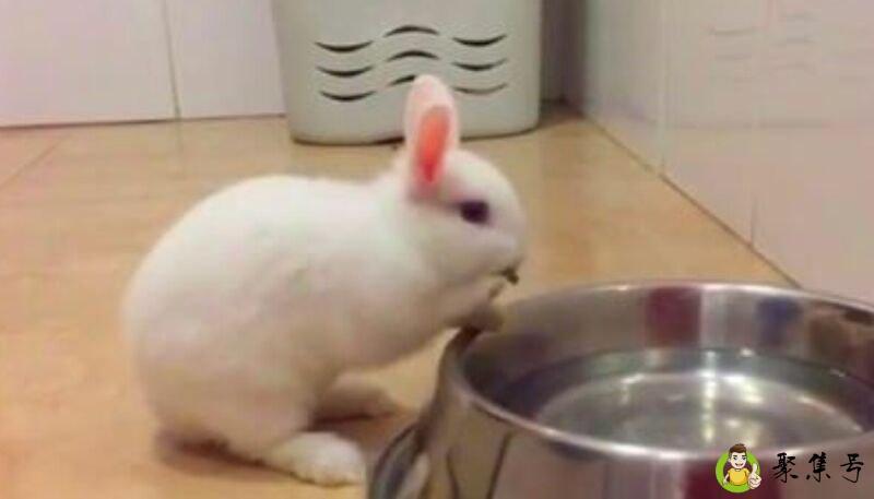 小白兔可以喝水吗